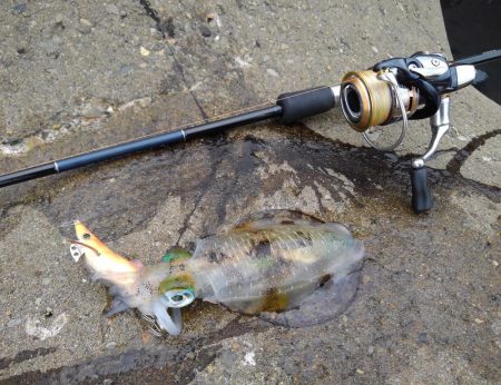 越前海岸エギングシーズン開幕！